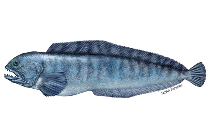 Atlantic Wolffish (Anarhichas lupus) — Ocean City, Maryland