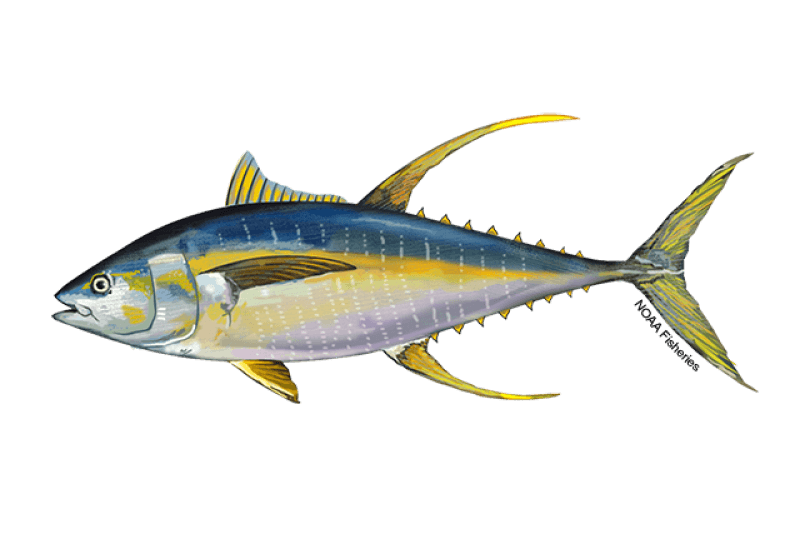 Atlantic Yellowfin Tuna (Thunnus albacares) — Ocean City, Maryland