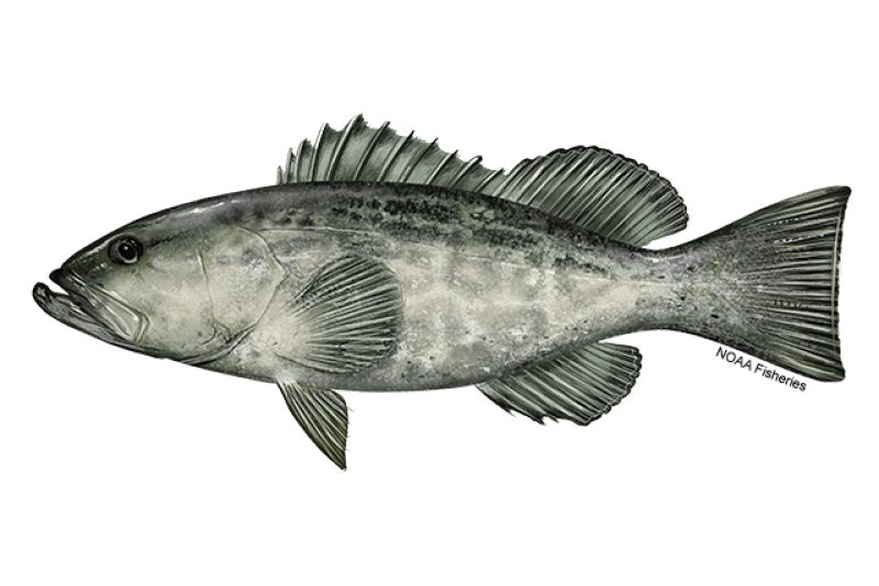 Black Grouper (Mycteroperca bonaci) — Ocean City, Maryland