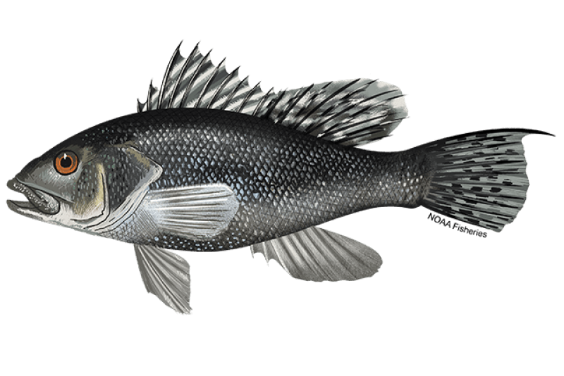 Black Sea Bass (Centropristis striata) — Ocean City, Maryland