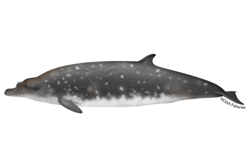 Blainville's Beaked Whale (Mesoplodon densirostris) — Ocean City, Maryland