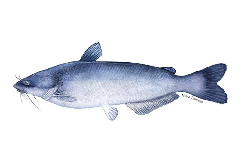 Blue Catfish (Ictalurus furcatus) — Ocean City, Maryland