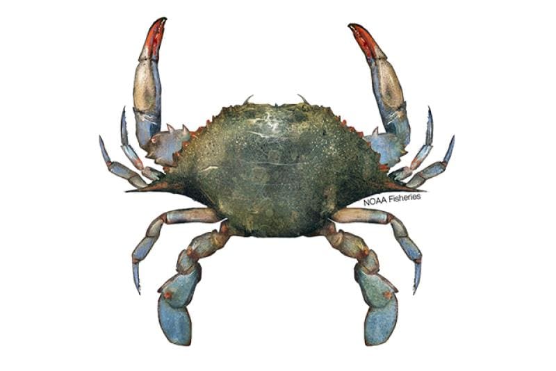Blue Crab (Callinectes sapidus) — Ocean City, Maryland