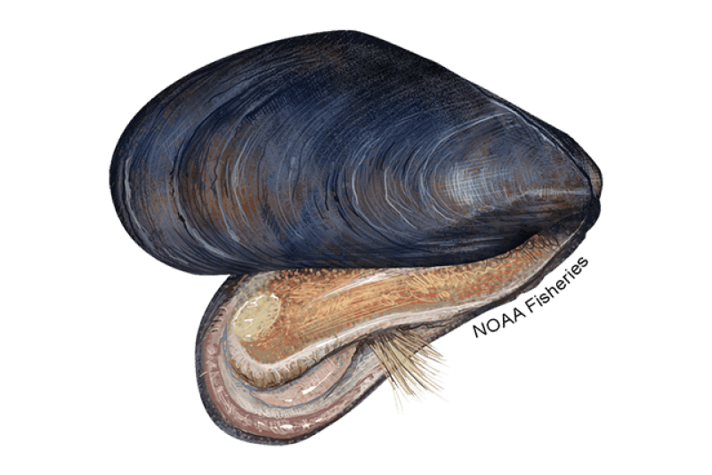 Blue Mussel (Mytilus edulis) — Ocean City, Maryland