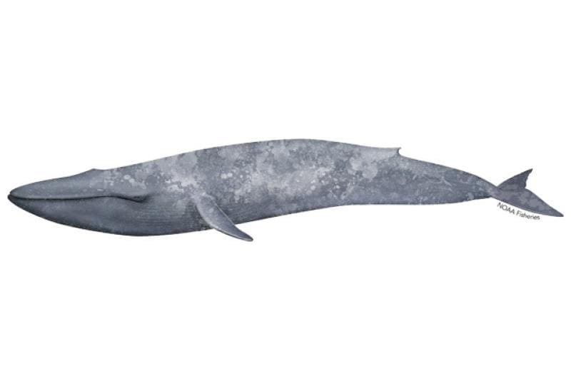 Blue Whale (Balaenoptera musculus) — Ocean City, Maryland