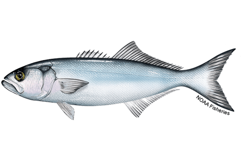 Bluefish (Pomatomus saltatrix) — Ocean City, Maryland