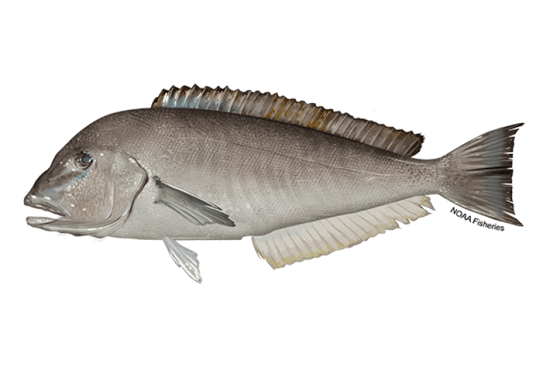 Blueline Tilefish (Caulolatilus microps) — Ocean City, Maryland