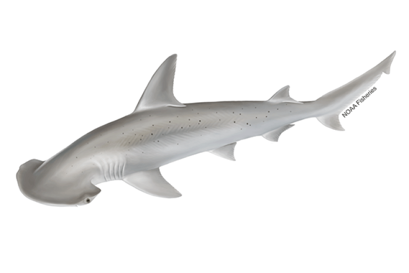 Bonnethead Shark (Sphyrna tiburo) — Ocean City, Maryland
