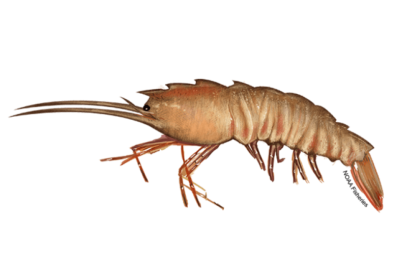 Brown Rock Shrimp (Sicyonia brevirostris) — Ocean City, Maryland