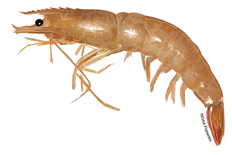 Brown Shrimp (Farfantepenaeus aztecus) — Ocean City, Maryland