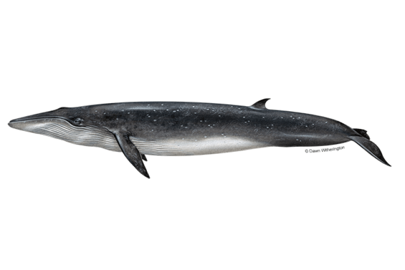 Bryde’s Whale (Balaenoptera edeni) — Ocean City, Maryland