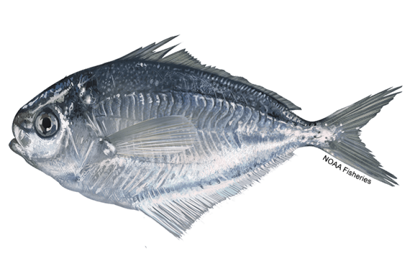 Butterfish (Peprilus triacanthus) — Ocean City, Maryland