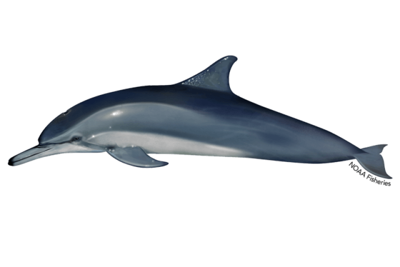 Clymene Dolphin (Stenella clymene) — Ocean City, Maryland