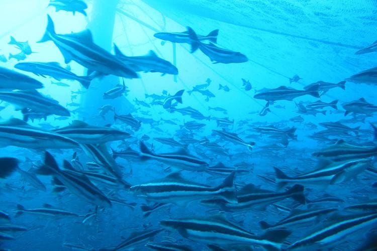 Ocean City Cobia