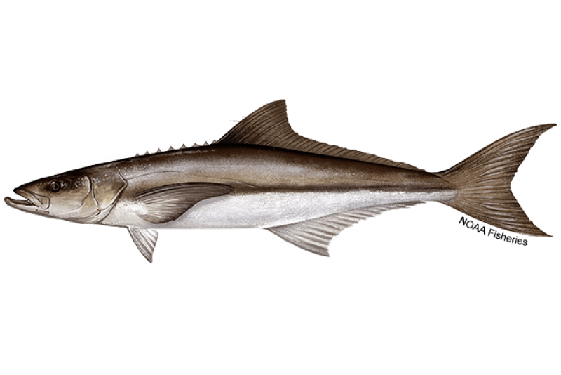 Cobia (Rachycentron canadum) — Ocean City, Maryland