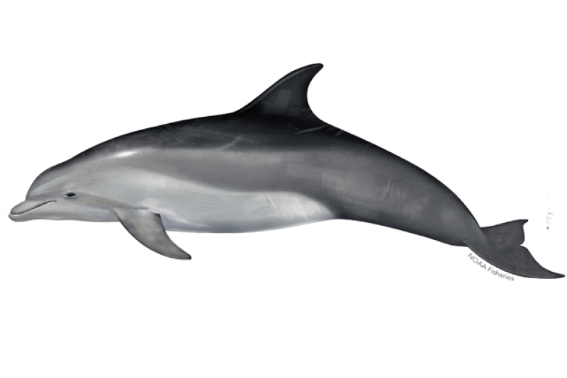Common Bottlenose Dolphin (Tursiops truncatus) — Ocean City, Maryland