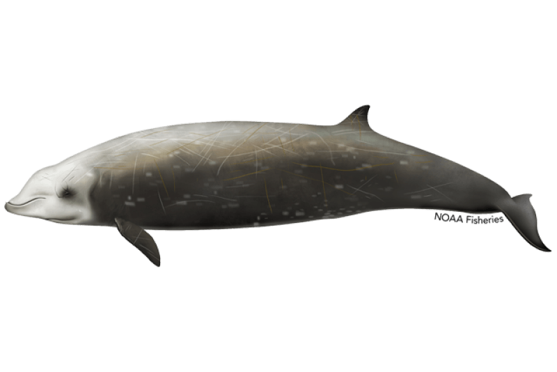 Cuvier's Beaked Whale (Ziphius cavirostris) — Ocean City, Maryland
