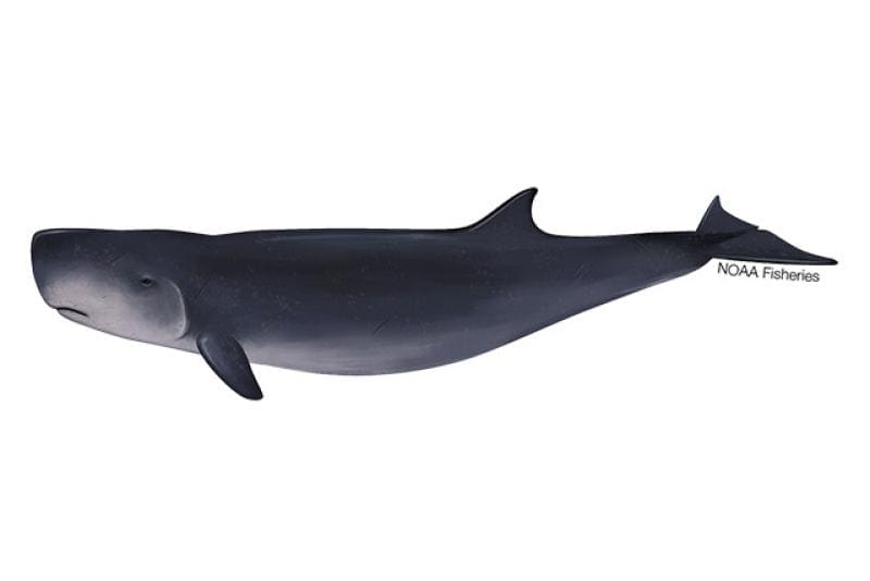 Dwarf Sperm Whale (Kogia sima) — Ocean City, Maryland