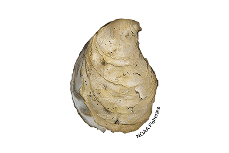Eastern Oyster (Crassostrea virginica) — Ocean City, Maryland