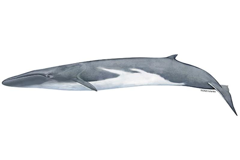 Fin Whale (Balaenoptera physalus) — Ocean City, Maryland