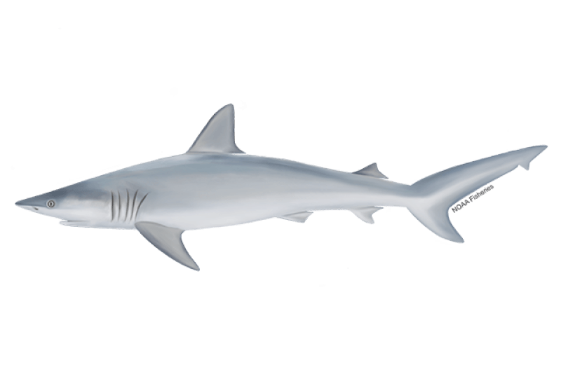 Finetooth Shark (Carcharhinus isodon) — Ocean City, Maryland
