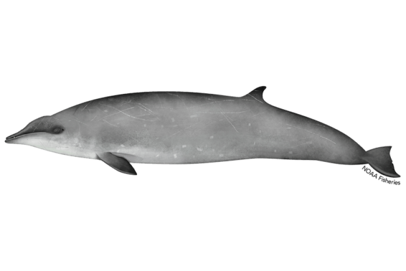 Gervais' Beaked Whale (Mesoplodon europaeus) — Ocean City, Maryland
