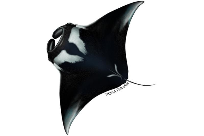Giant Manta Ray (Mobula birostris) — Ocean City, Maryland