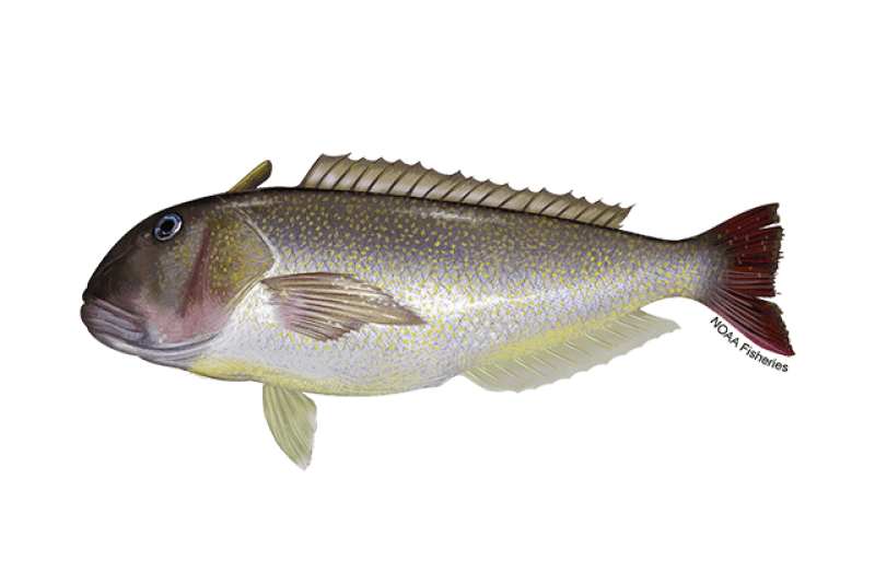 Golden Tilefish (Lopholatilus chamaeleonticeps) — Ocean City, Maryland