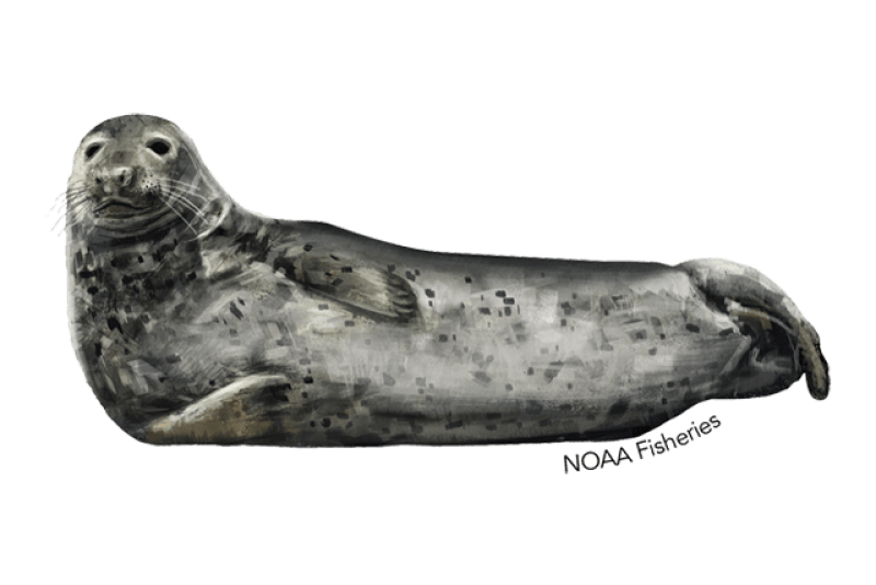 Gray Seal (Halichoerus grypus) — Ocean City, Maryland