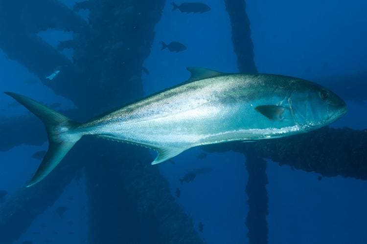 Ocean City Amberjack