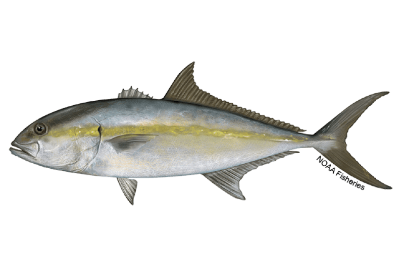 Greater Amberjack (Seriola dumerili) — Ocean City, Maryland