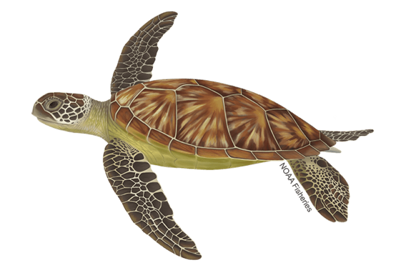 Green Turtle (Chelonia mydas) — Ocean City, Maryland