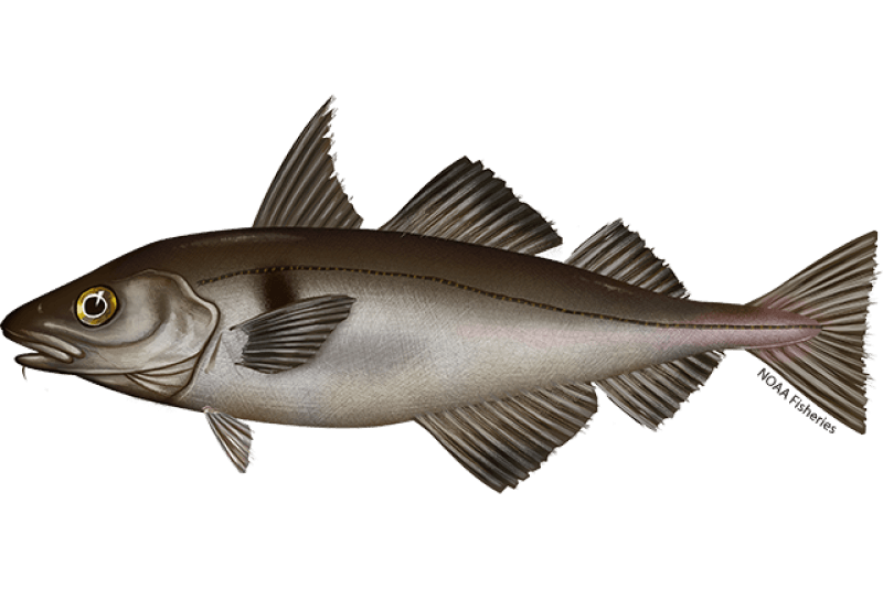 Haddock (Melanogrammus aeglefinus) — Ocean City, Maryland