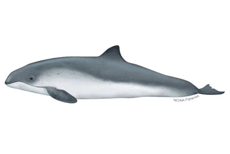 Harbor Porpoise (Phocoena phocoena) — Ocean City, Maryland