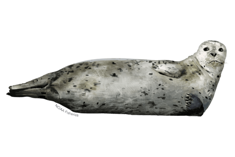 Harbor Seal (Phoca vitulina) — Ocean City, Maryland