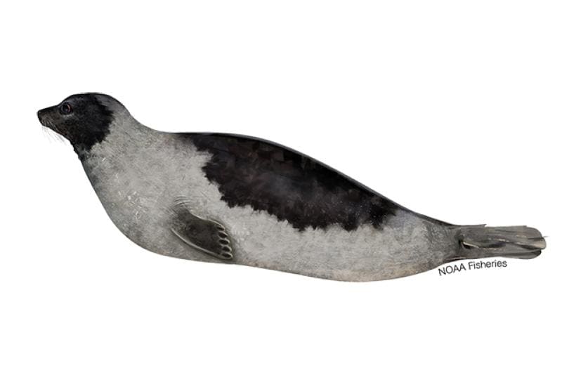 Harp Seal (Pagophilus groenlandicus) — Ocean City, Maryland