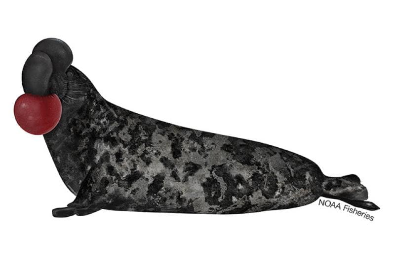Hooded Seal (Cystophora cristata) — Ocean City, Maryland