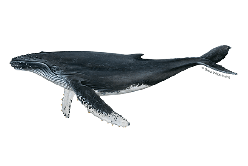 Humpback Whale (Megaptera novaeangliae) — Ocean City, Maryland