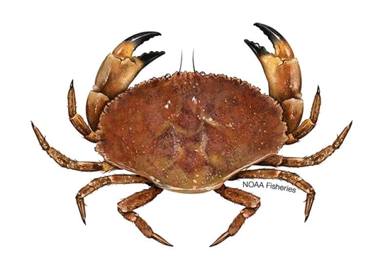 Jonah Crab (Cancer borealis) — Ocean City, Maryland