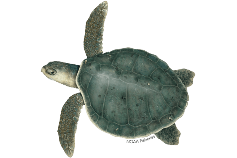 Kemp's Ridley Turtle (Lepidochelys kempii) — Ocean City, Maryland