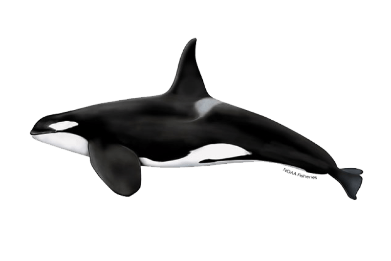 Killer Whale (Orcinus orca) — Ocean City, Maryland
