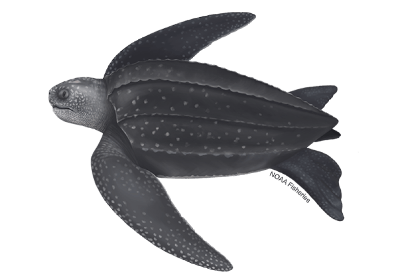 Leatherback Turtle (Dermochelys coriacea) — Ocean City, Maryland
