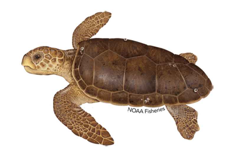 Loggerhead Turtle (Caretta caretta) — Ocean City, Maryland