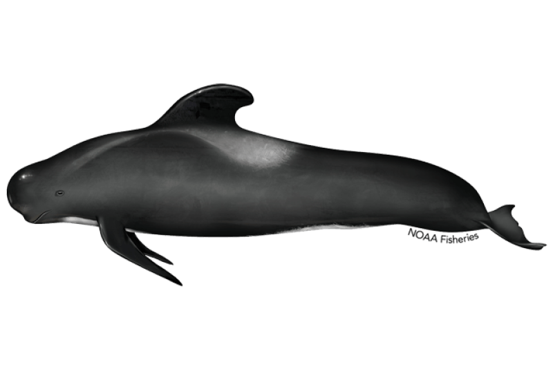 Long-Finned Pilot Whale (Globicephala melas) — Ocean City, Maryland