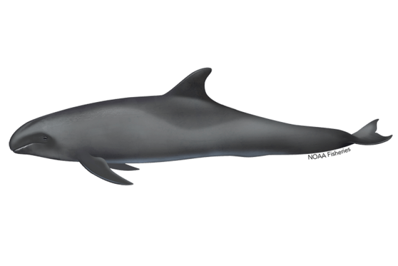 Melon-Headed Whale (Peponocephala electra) — Ocean City, Maryland