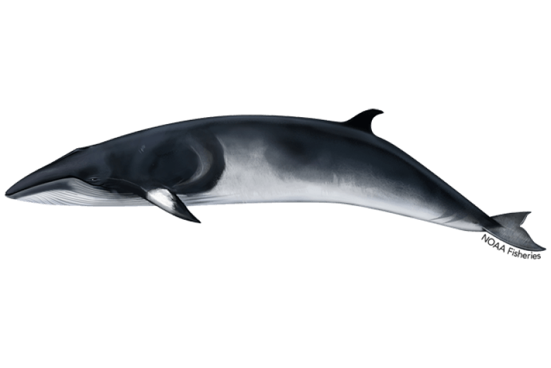 Minke Whale (Balaenoptera acutorostrata) — Ocean City, Maryland