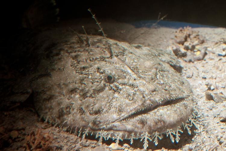 Monkfish (goosefish) — Ocean City, Maryland