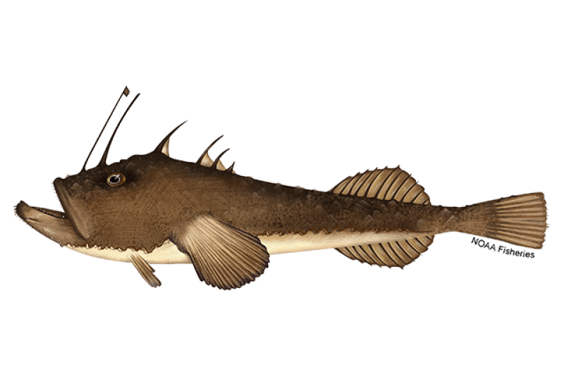 Monkfish (Lophius americanus) — Ocean City, Maryland