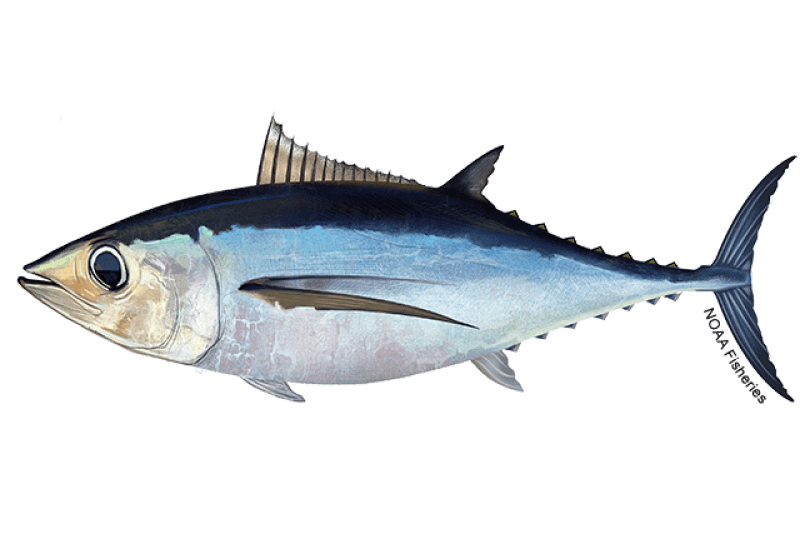 North Atlantic Albacore Tuna (Thunnus alalunga) — Ocean City, Maryland
