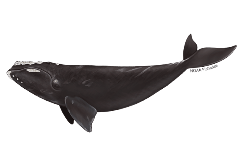 North Atlantic Right Whale (Eubalaena glacialis) — Ocean City, Maryland